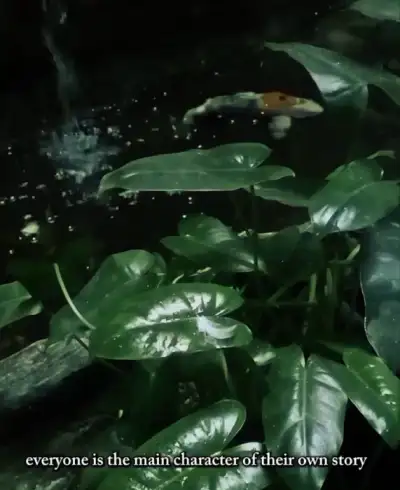 Ikan dan keindahan nya