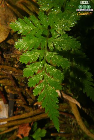 Daun pakis basah